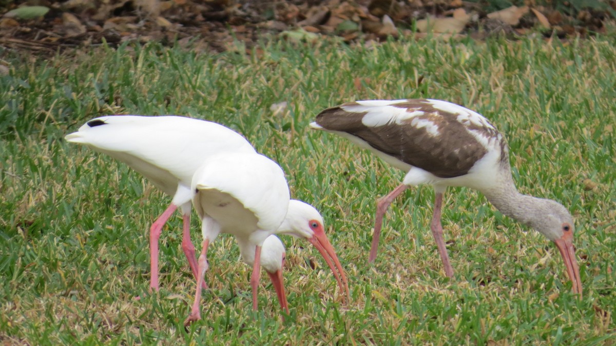 White Ibis - ML646190523