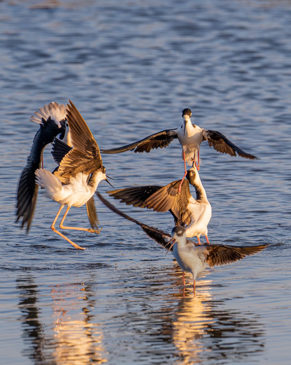 Black-necked Stilt - ML646190528