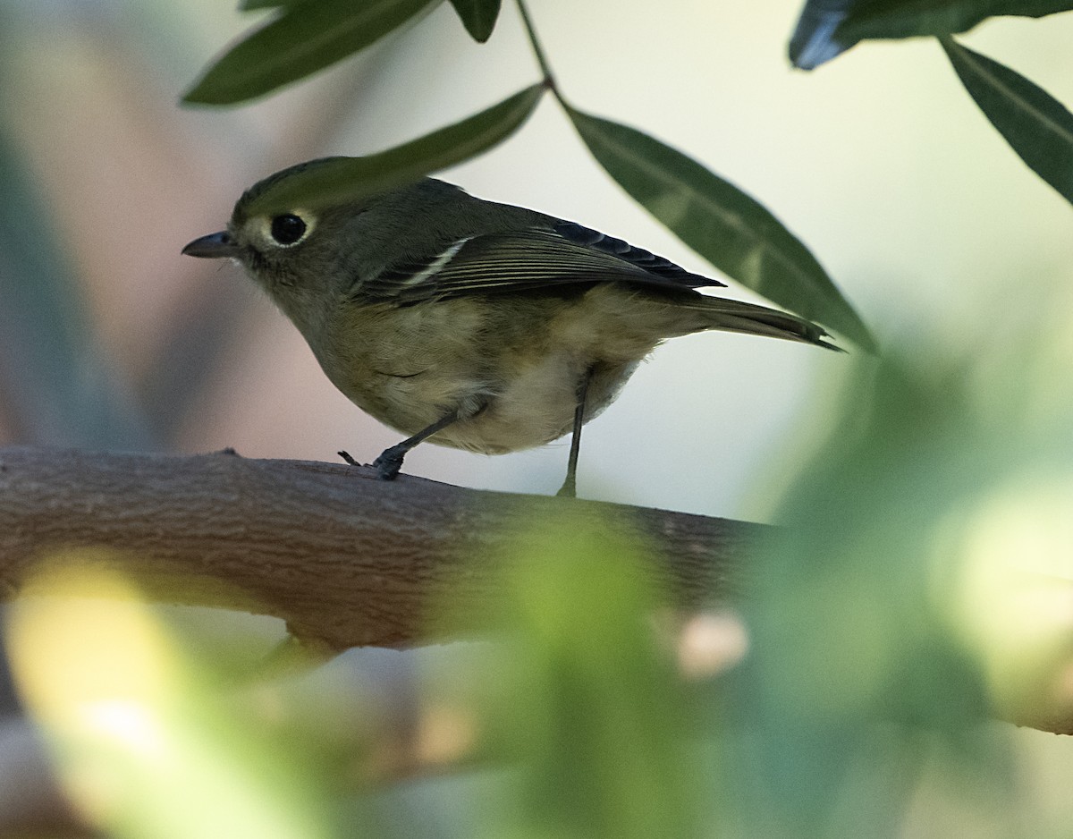 Hutton's Vireo - ML646190529