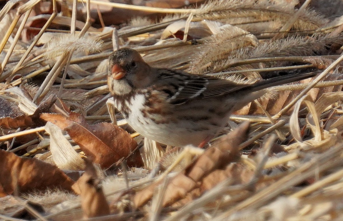 Harris's Sparrow - ML646190535