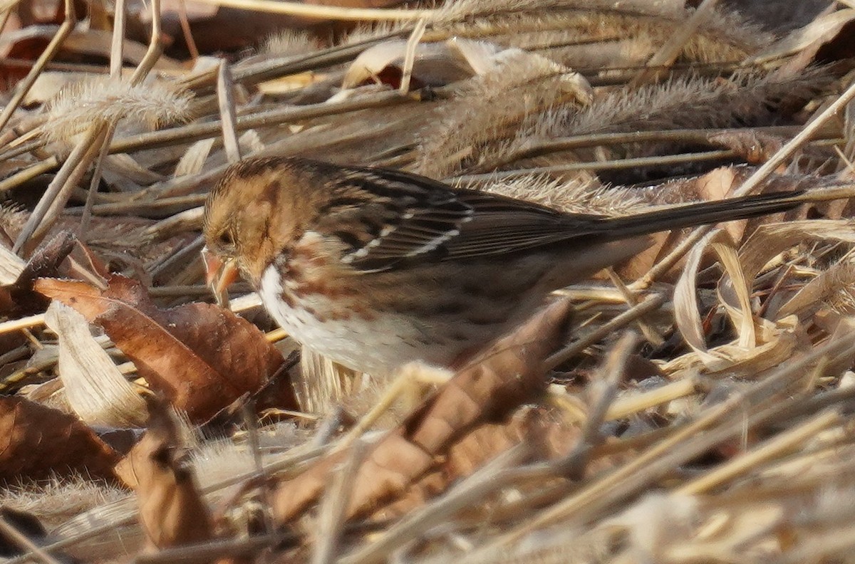 Harris's Sparrow - ML646190536