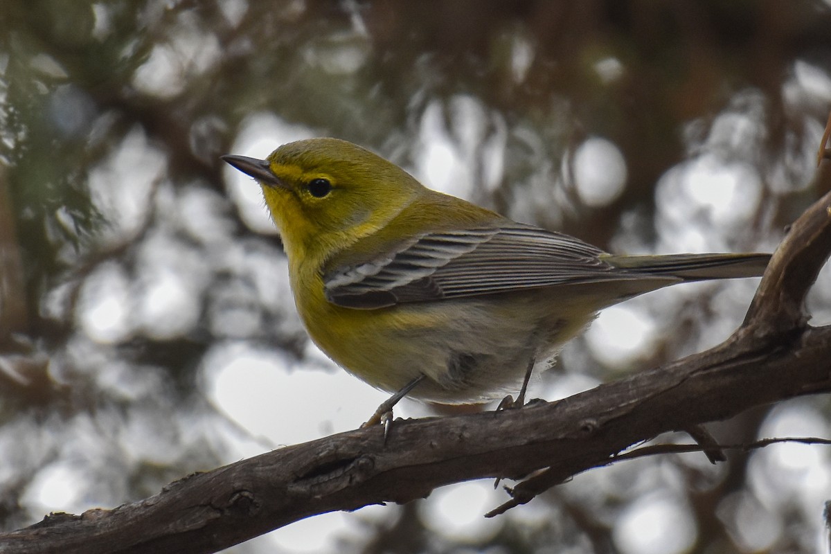 Pine Warbler - ML646190537
