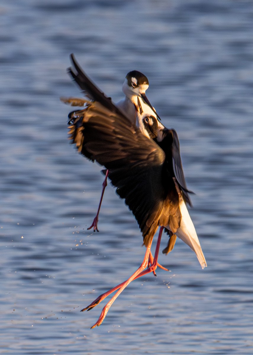 Black-necked Stilt - ML646190540