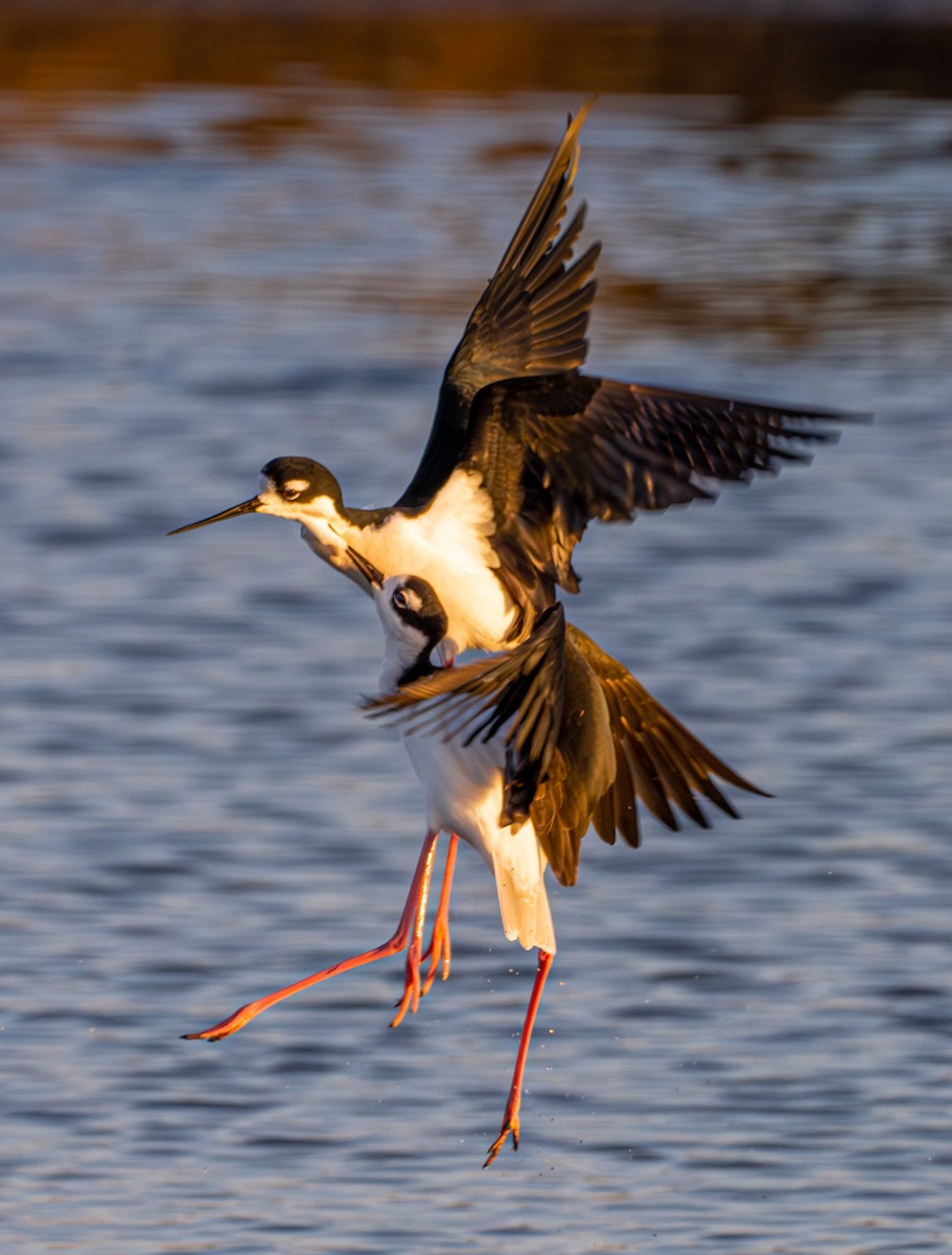 Black-necked Stilt - ML646190542