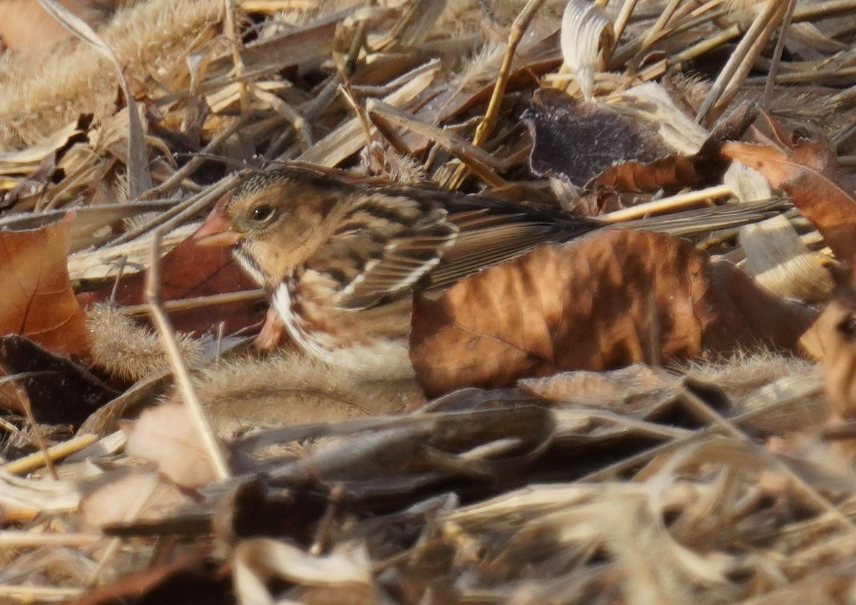 Harris's Sparrow - ML646190543