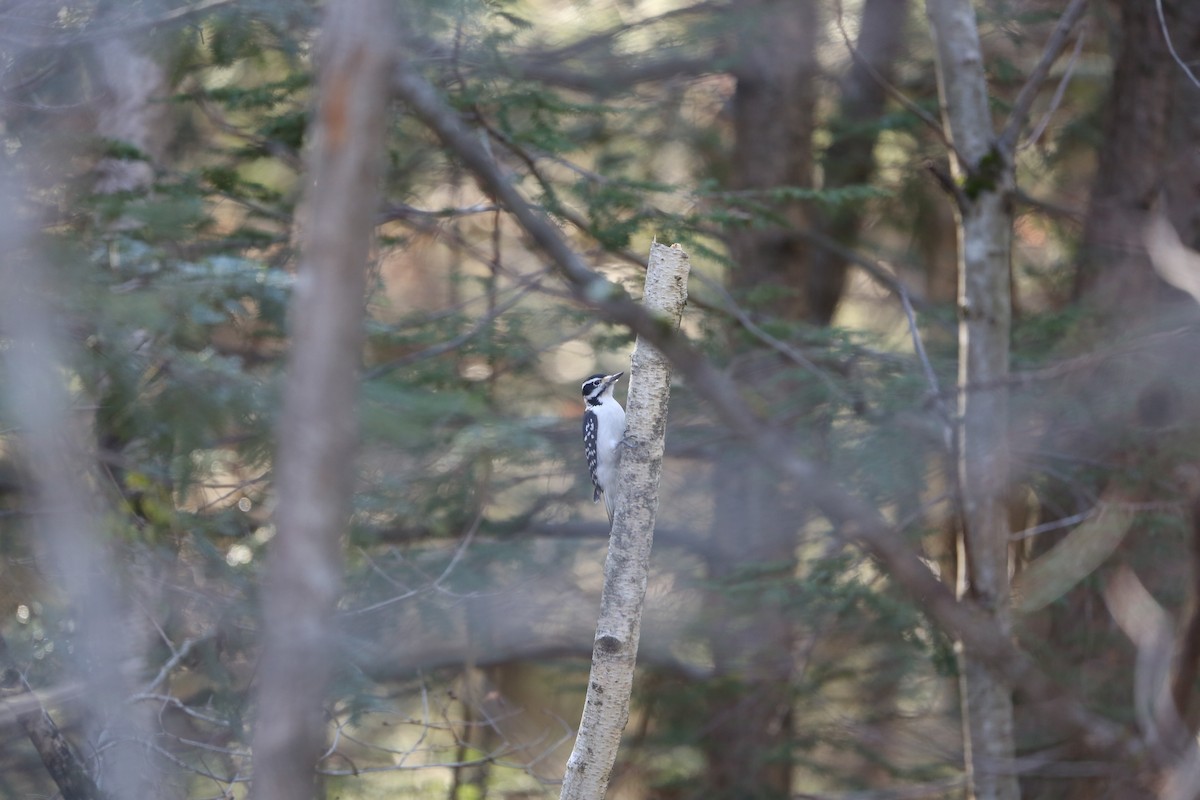 Hairy Woodpecker - ML646190545