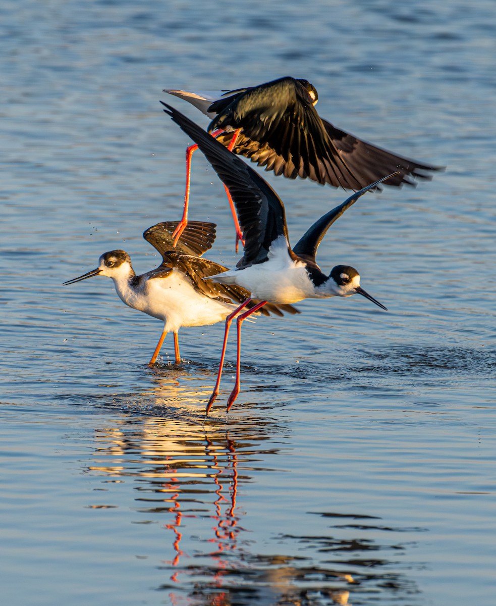 Black-necked Stilt - ML646190561