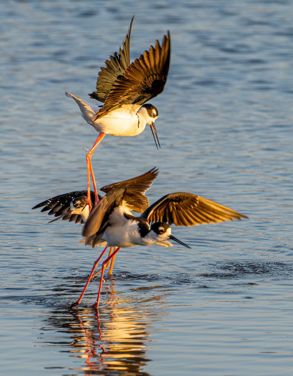 Black-necked Stilt - ML646190562
