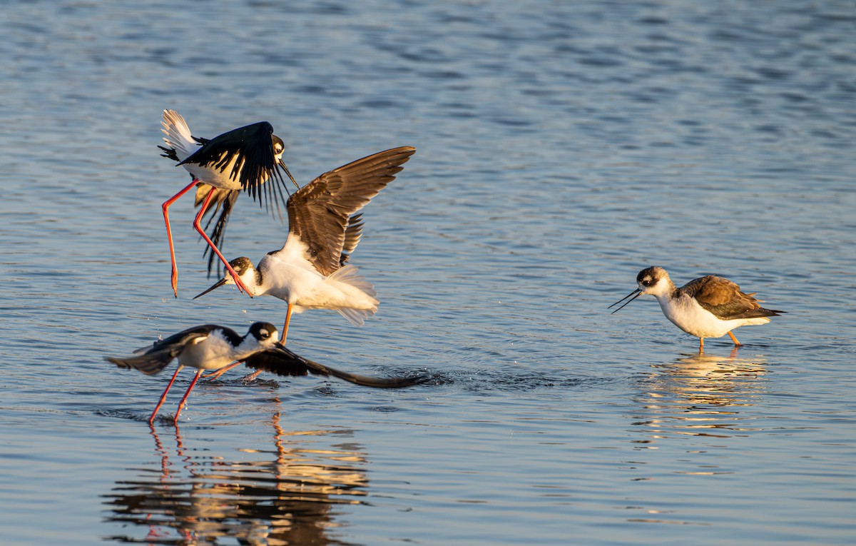 Black-necked Stilt - ML646190563