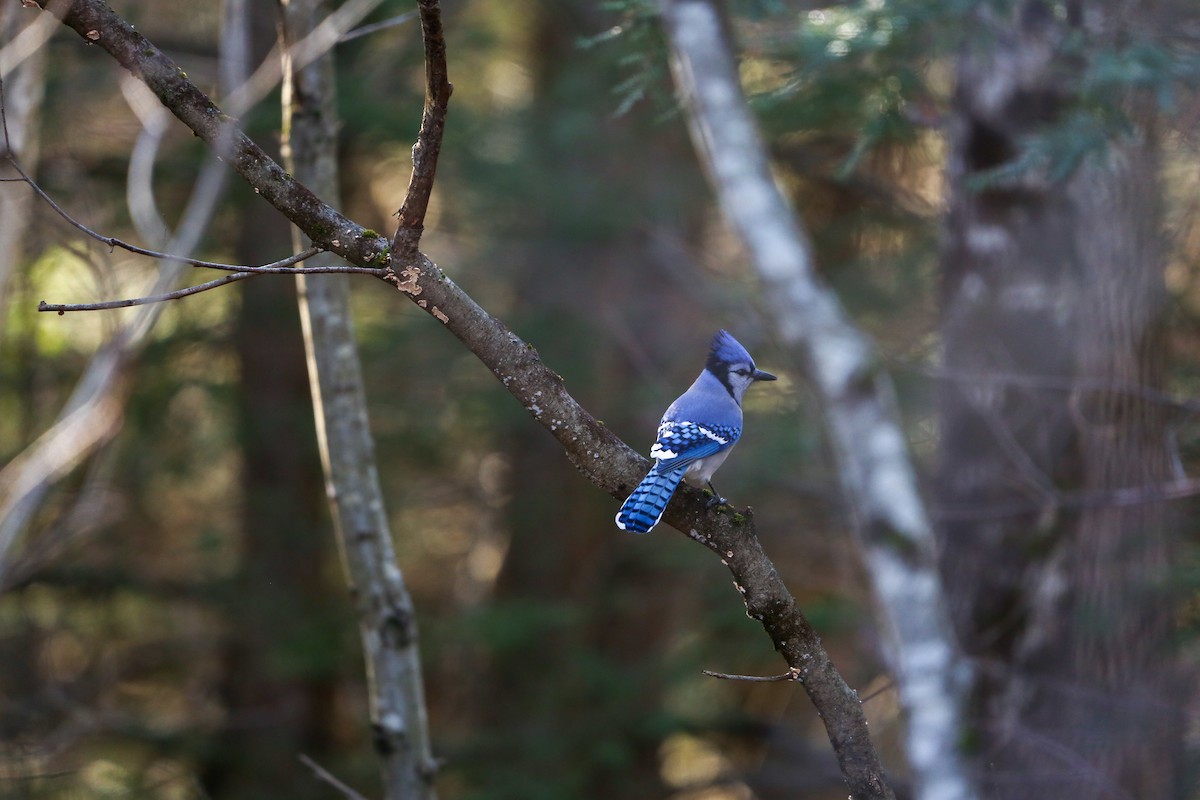 Blue Jay - ML646190564