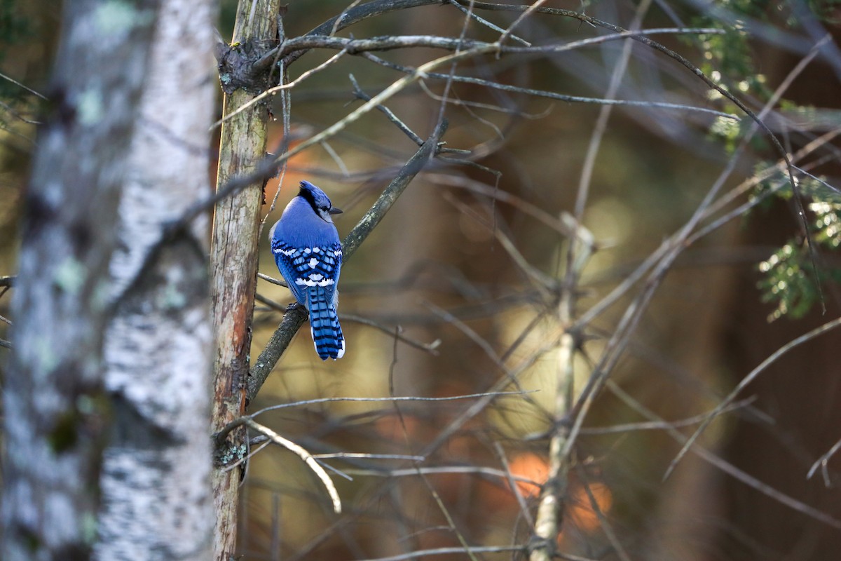 Blue Jay - ML646190566