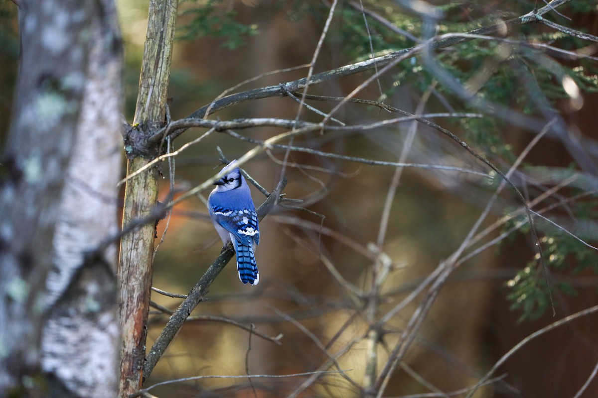 Blue Jay - ML646190567