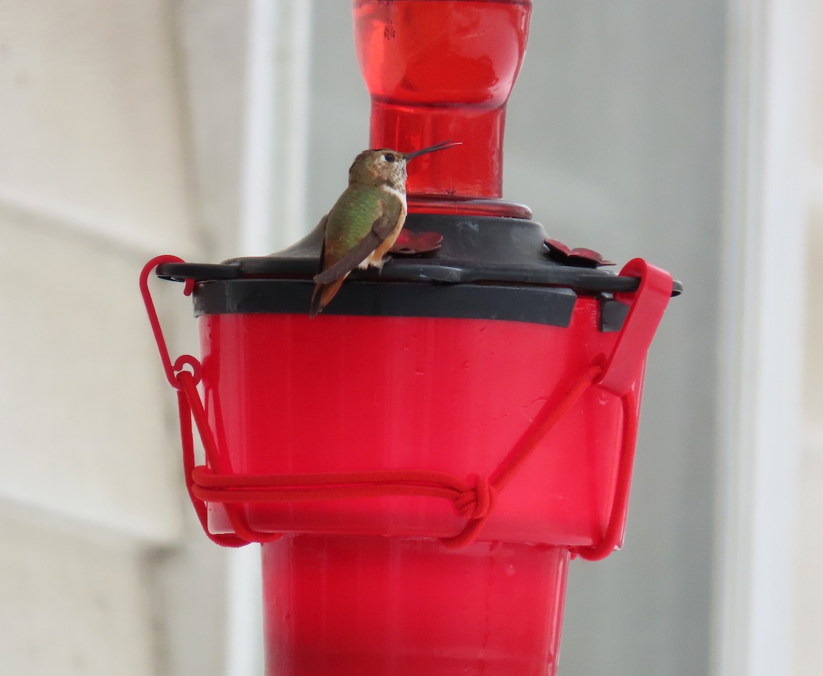 Rufous Hummingbird - ML646190571