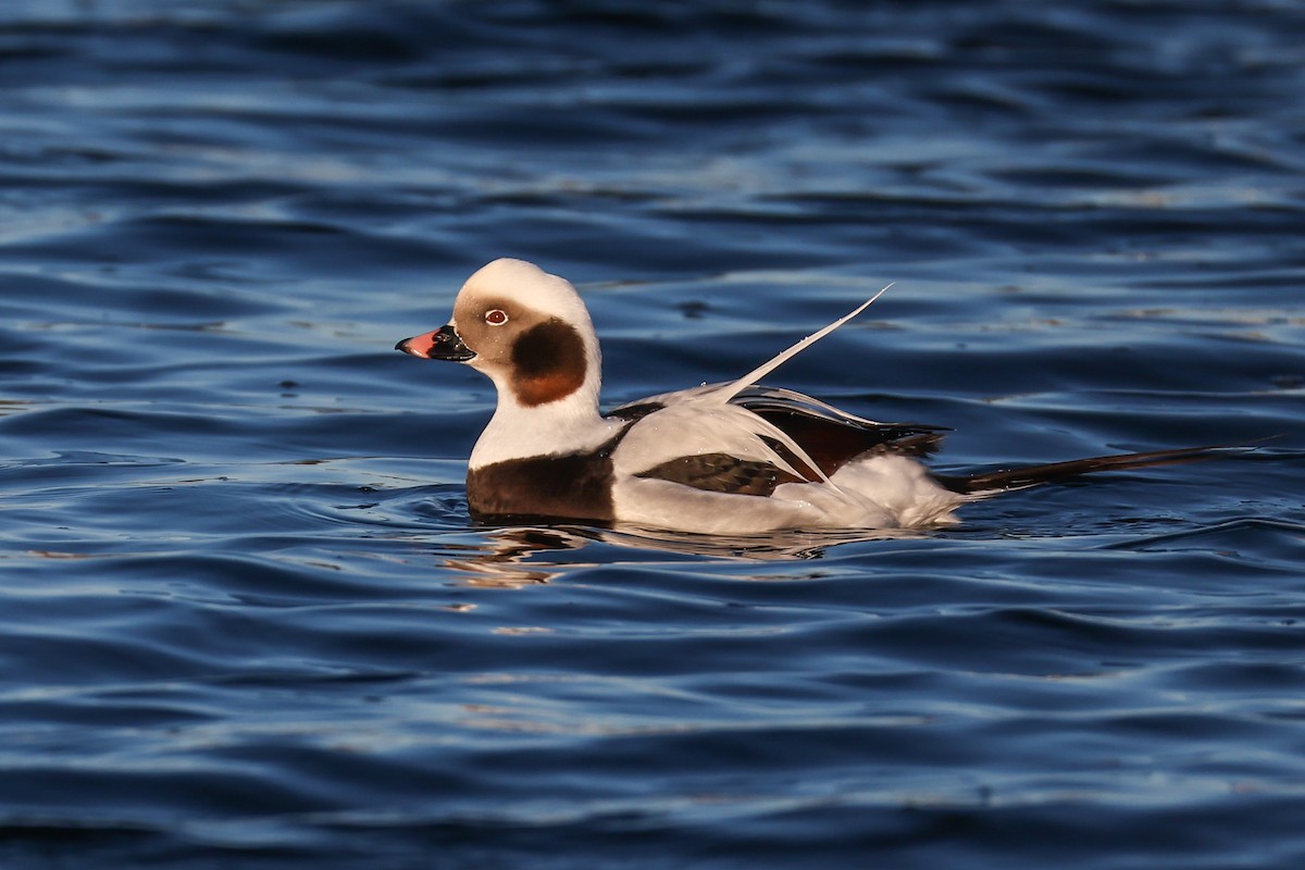 hoholka lední - ML646190572