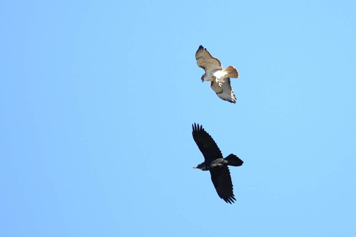 Common Raven - ML646190575