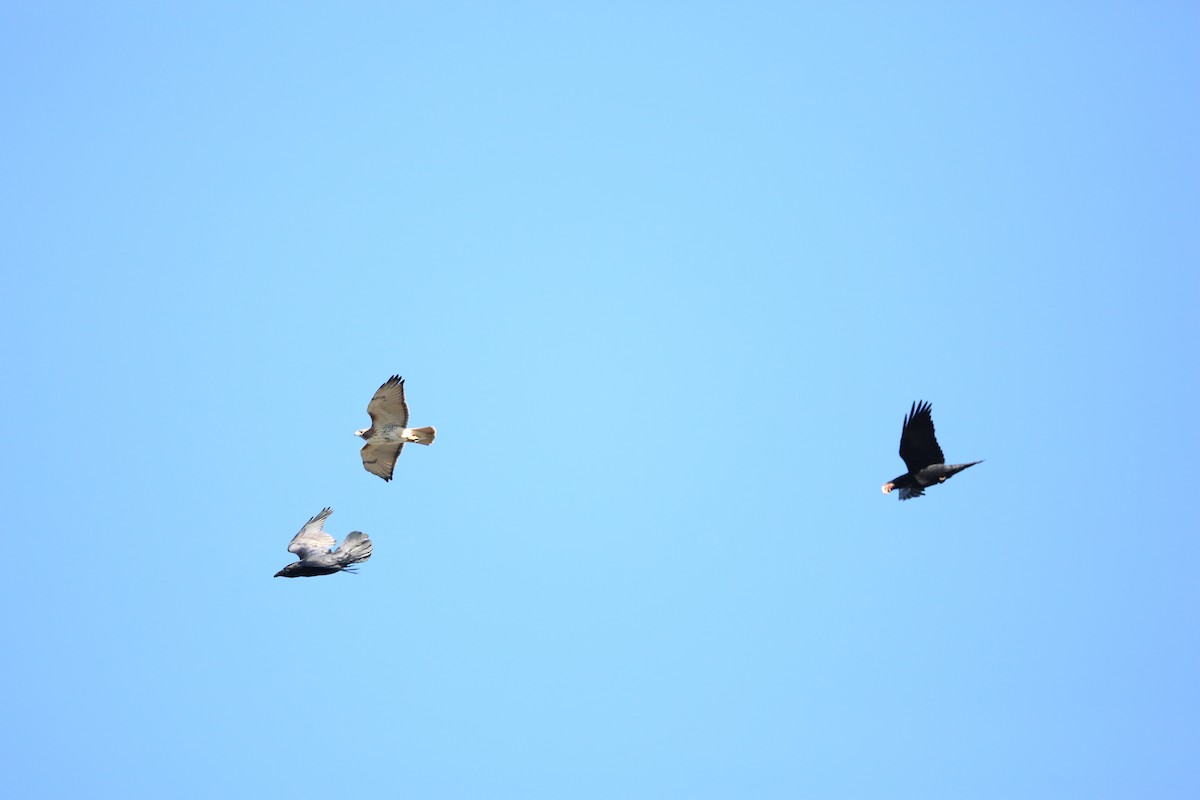 Common Raven - ML646190576