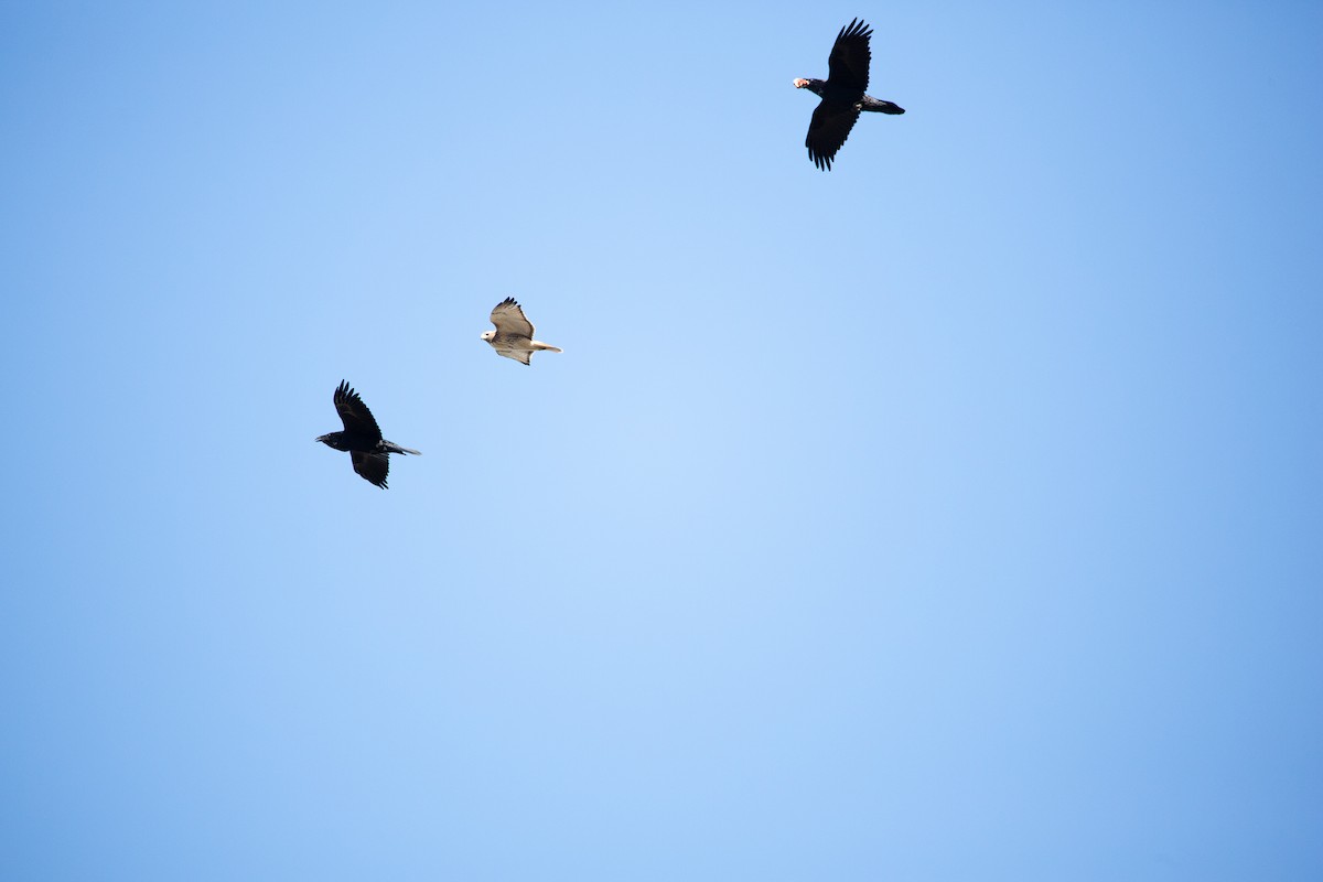 Common Raven - ML646190577