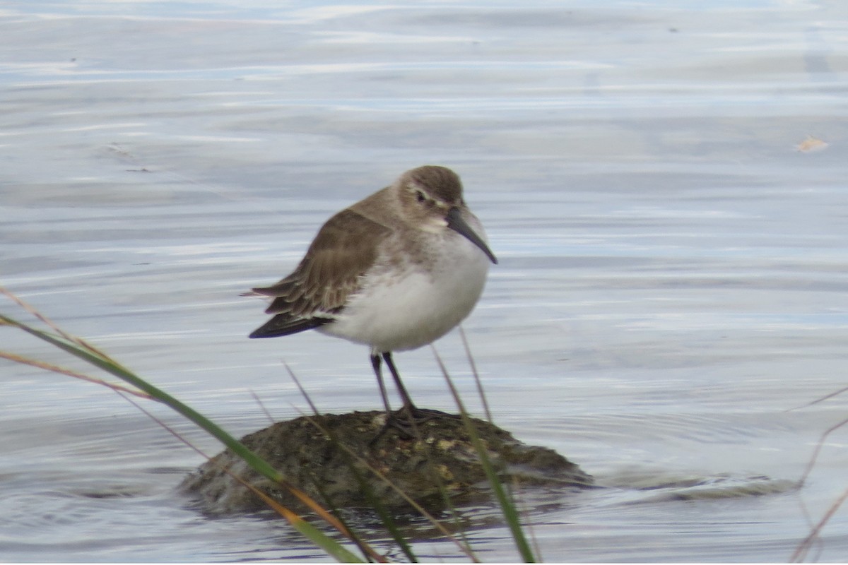 Piovanello pancianera - ML646190579