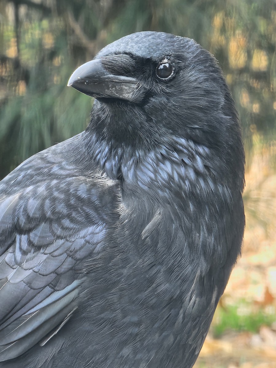 Carrion Crow - ML646190582