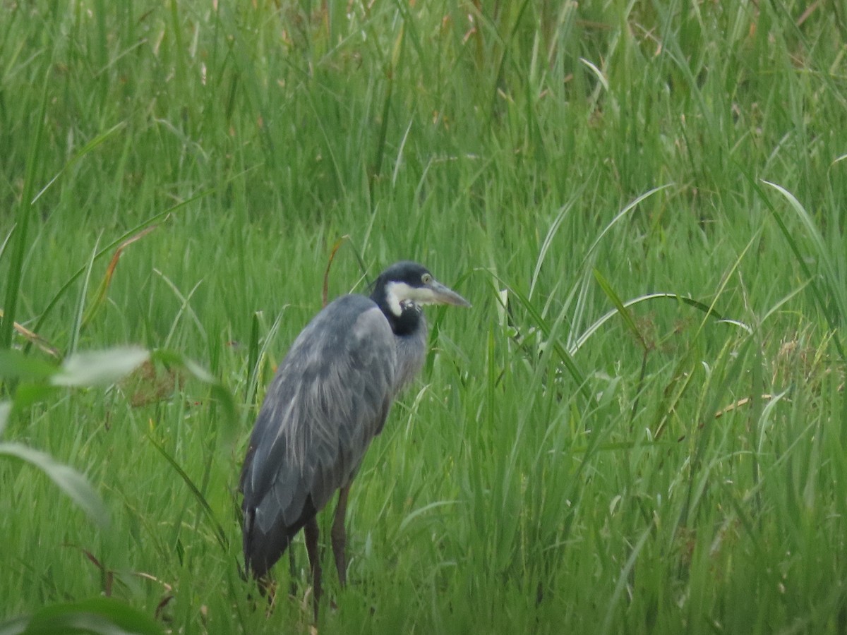 Black-headed Heron - ML646190583