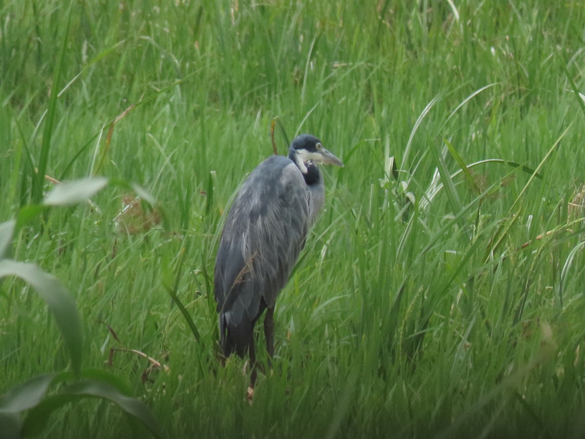 Black-headed Heron - ML646190584