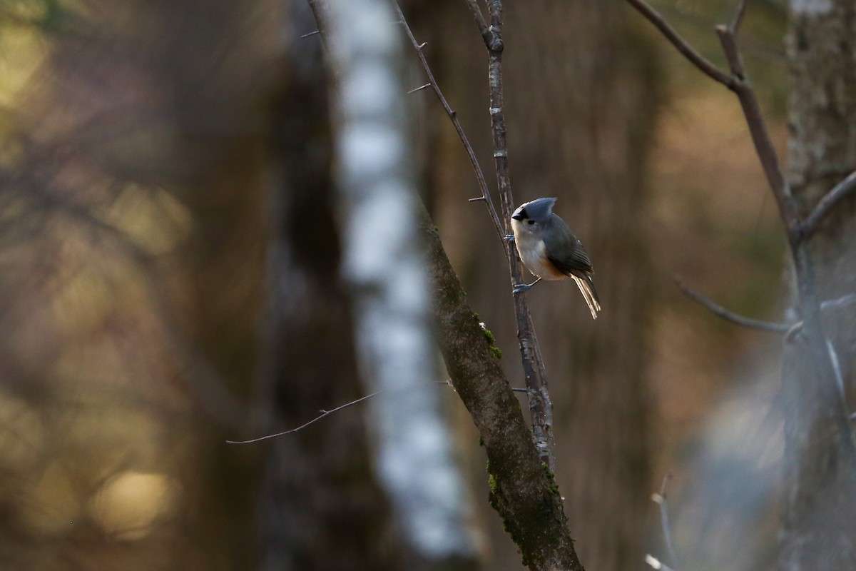 gråduskmeis - ML646190585