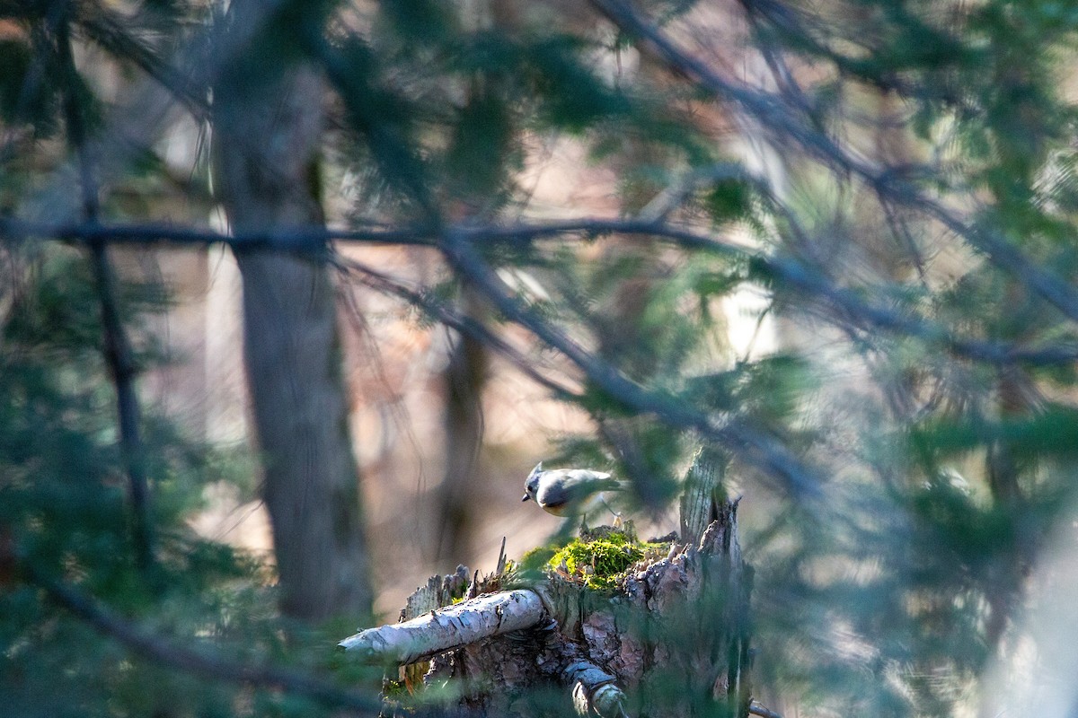 gråduskmeis - ML646190586