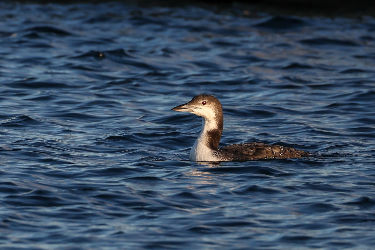 potáplice lední - ML646190587