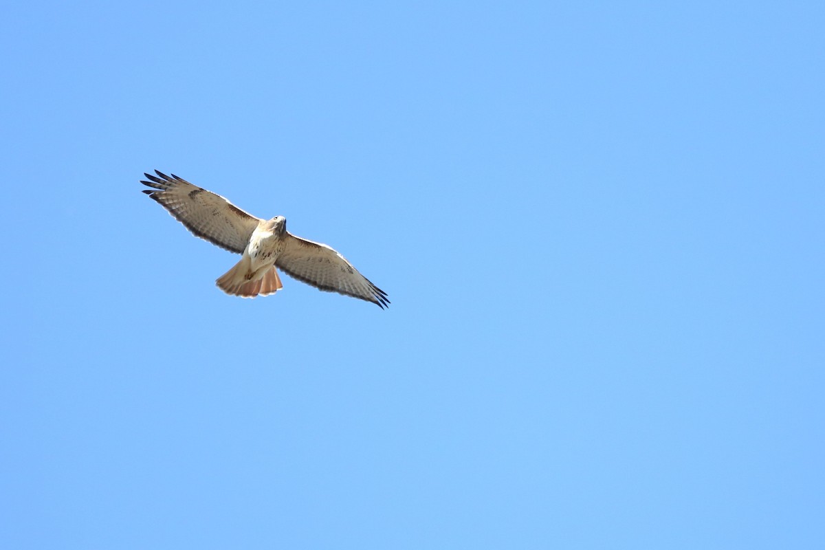 Red-tailed Hawk - ML646190591