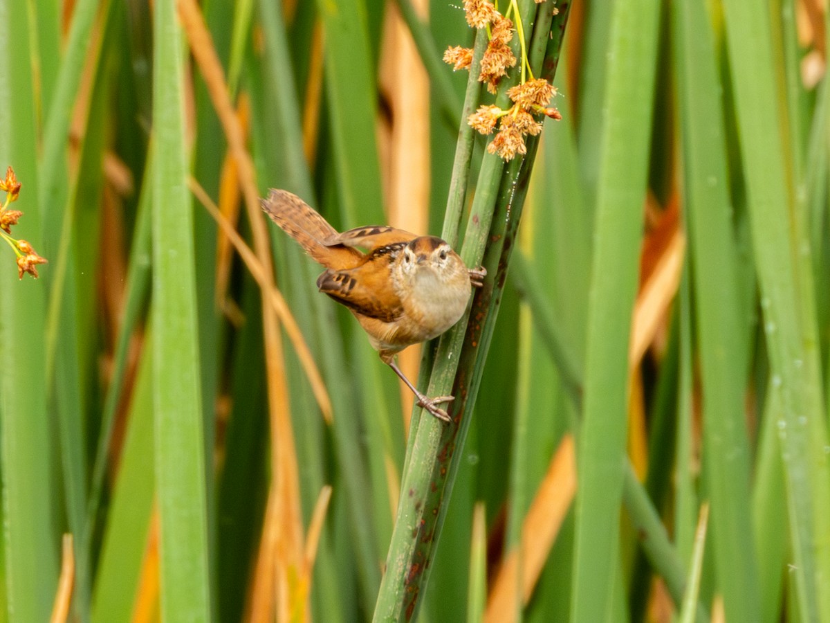 Marsh Wren - ML646190611