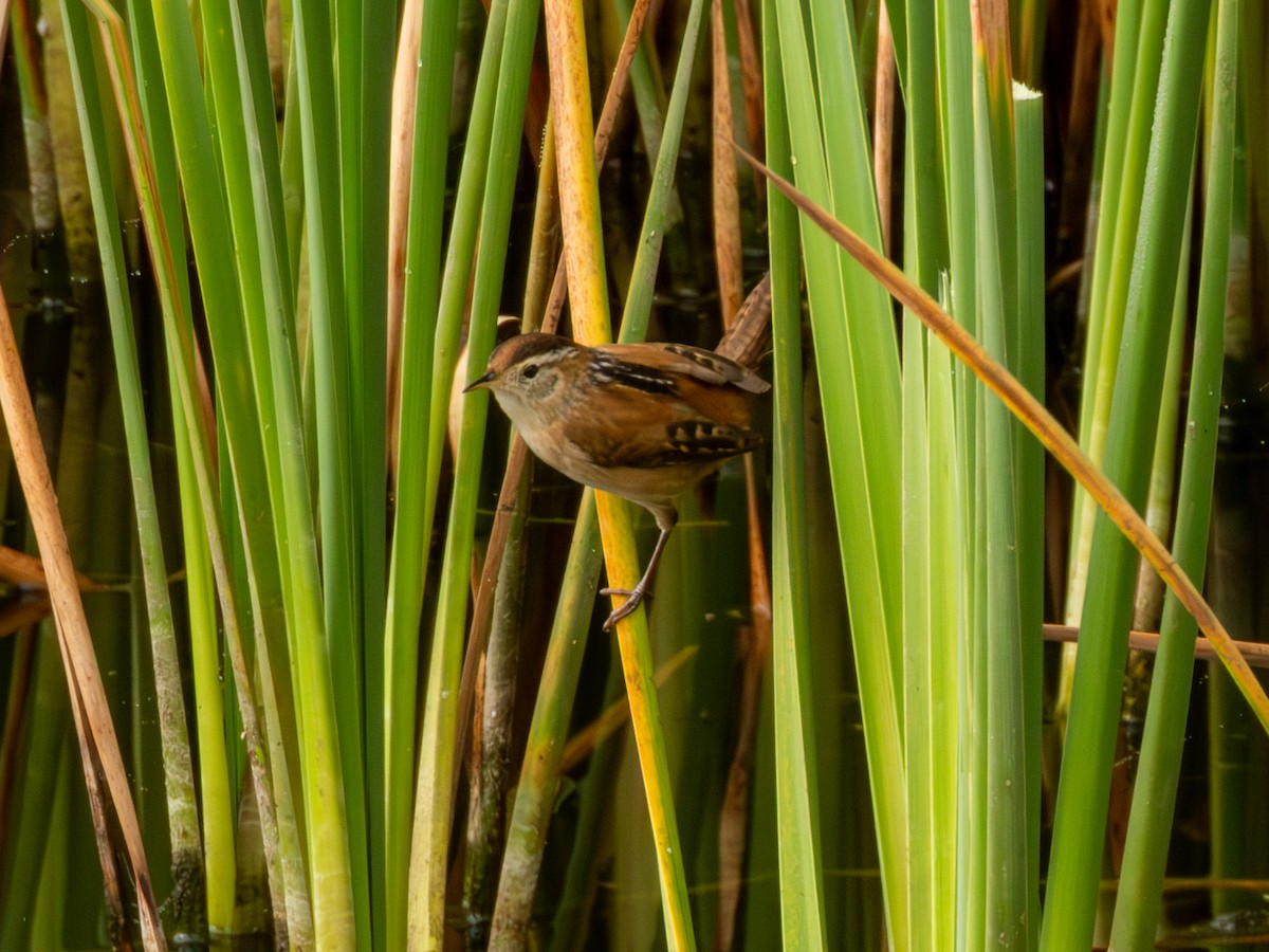 Marsh Wren - ML646190612