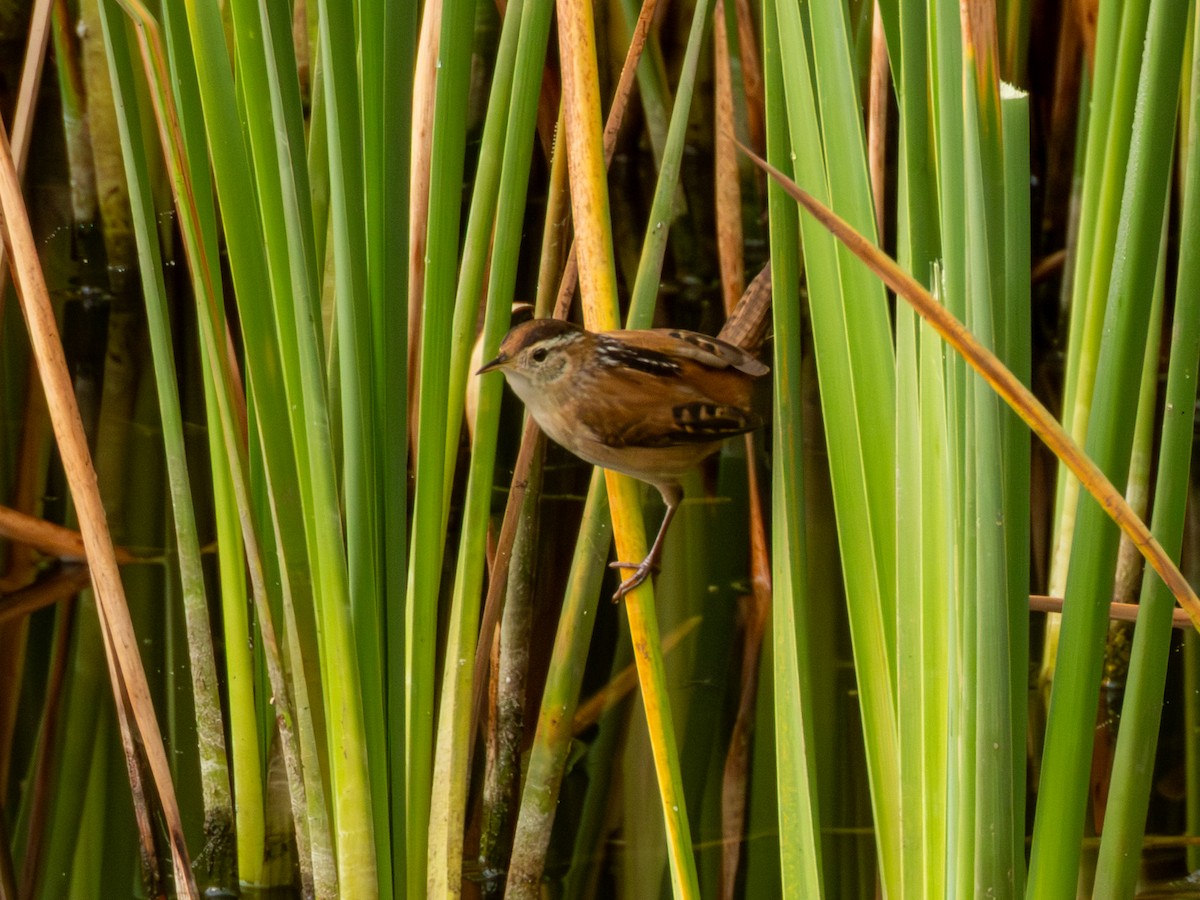 Marsh Wren - ML646190613