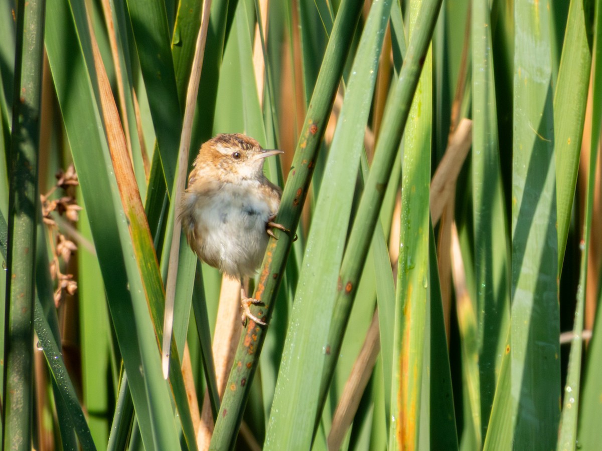 Marsh Wren - ML646190614