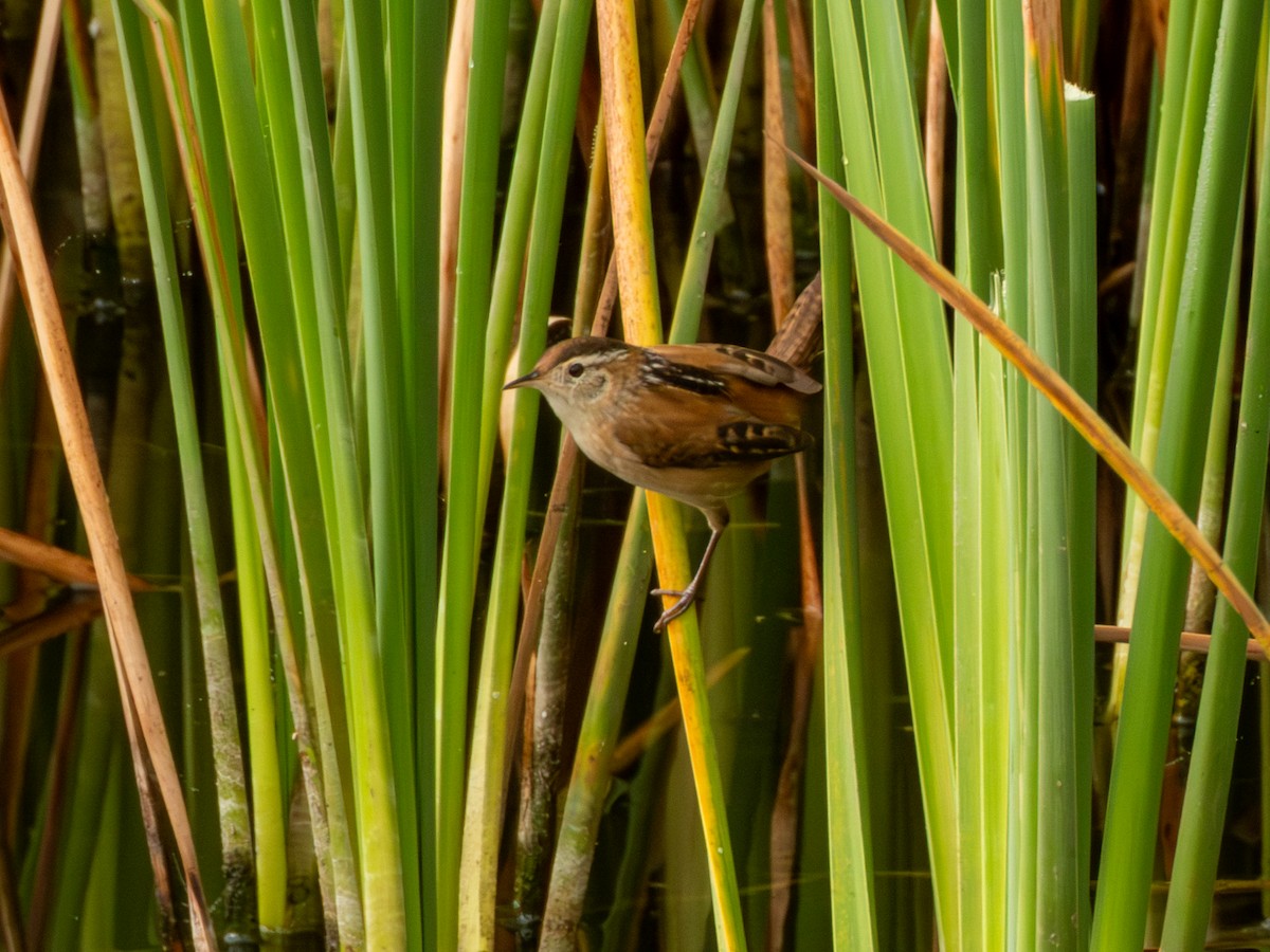 Marsh Wren - ML646190615