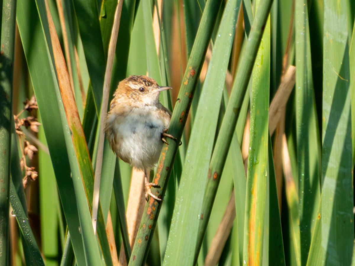 Marsh Wren - ML646190616