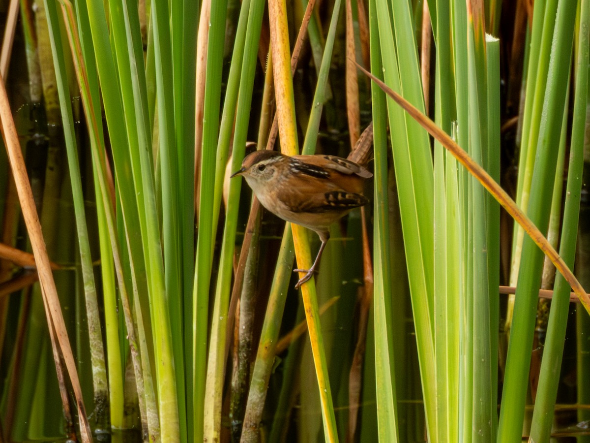 Marsh Wren - ML646190617
