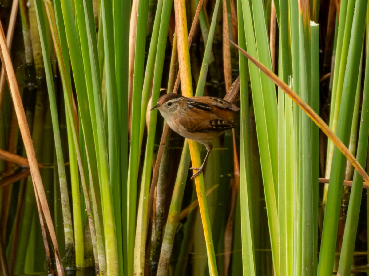 Marsh Wren - ML646190618