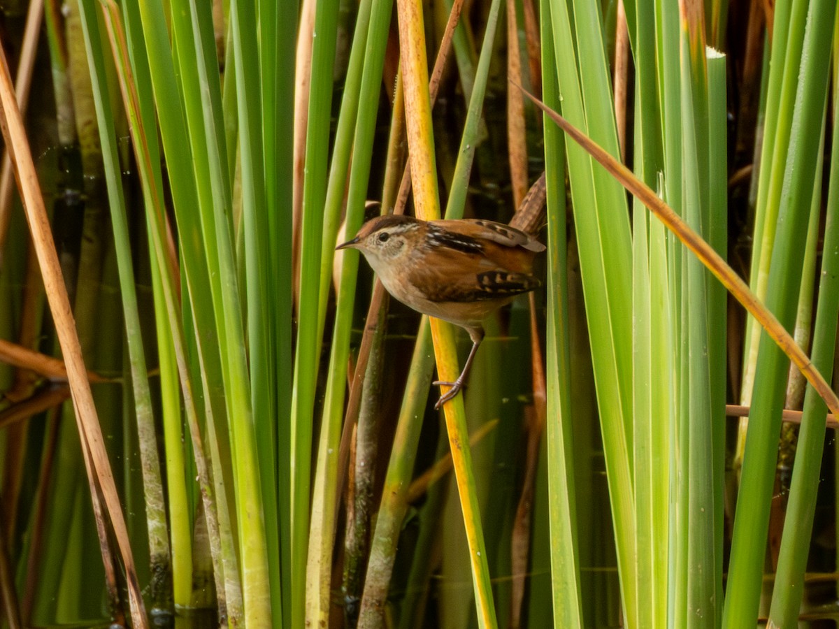 Marsh Wren - ML646190619