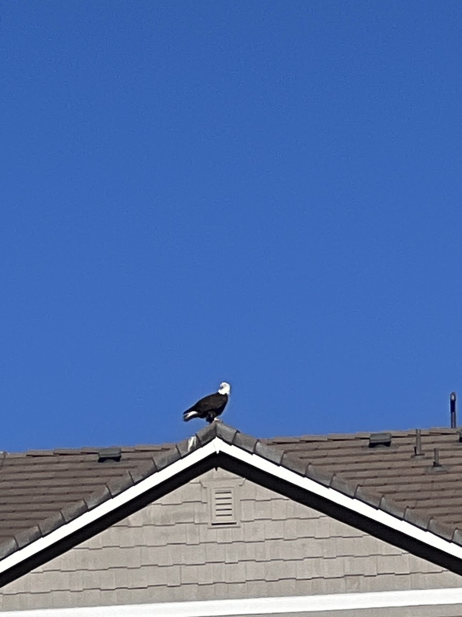 Орлан білоголовий - ML646190620