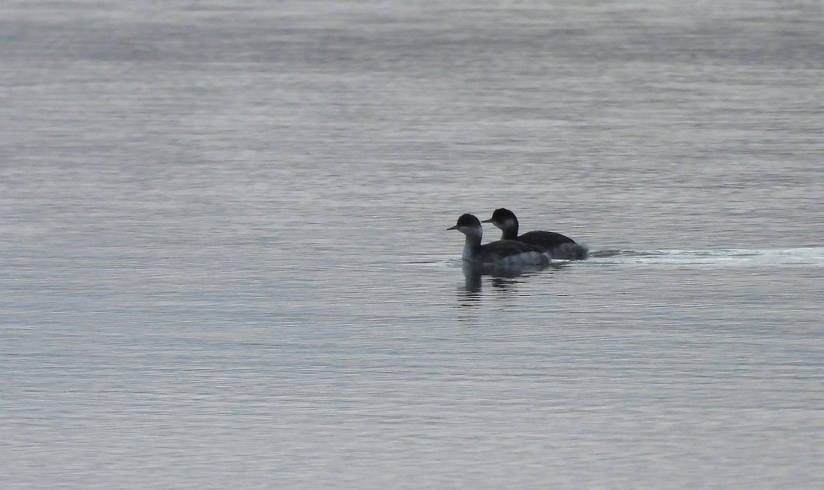 potápka černokrká - ML646190636