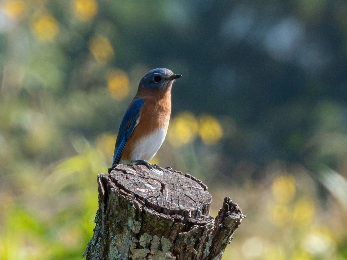 Eastern Bluebird - ML646190639