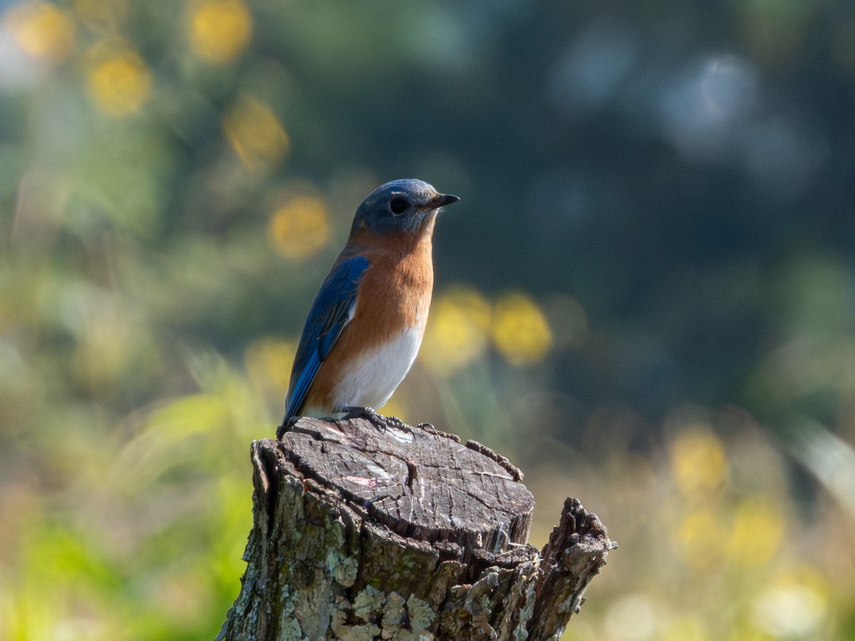Eastern Bluebird - ML646190640