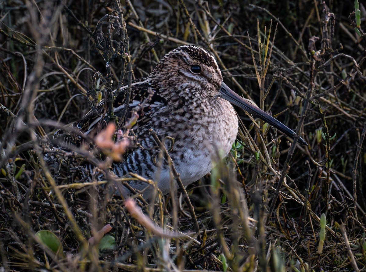 Wilson's Snipe - ML646190644