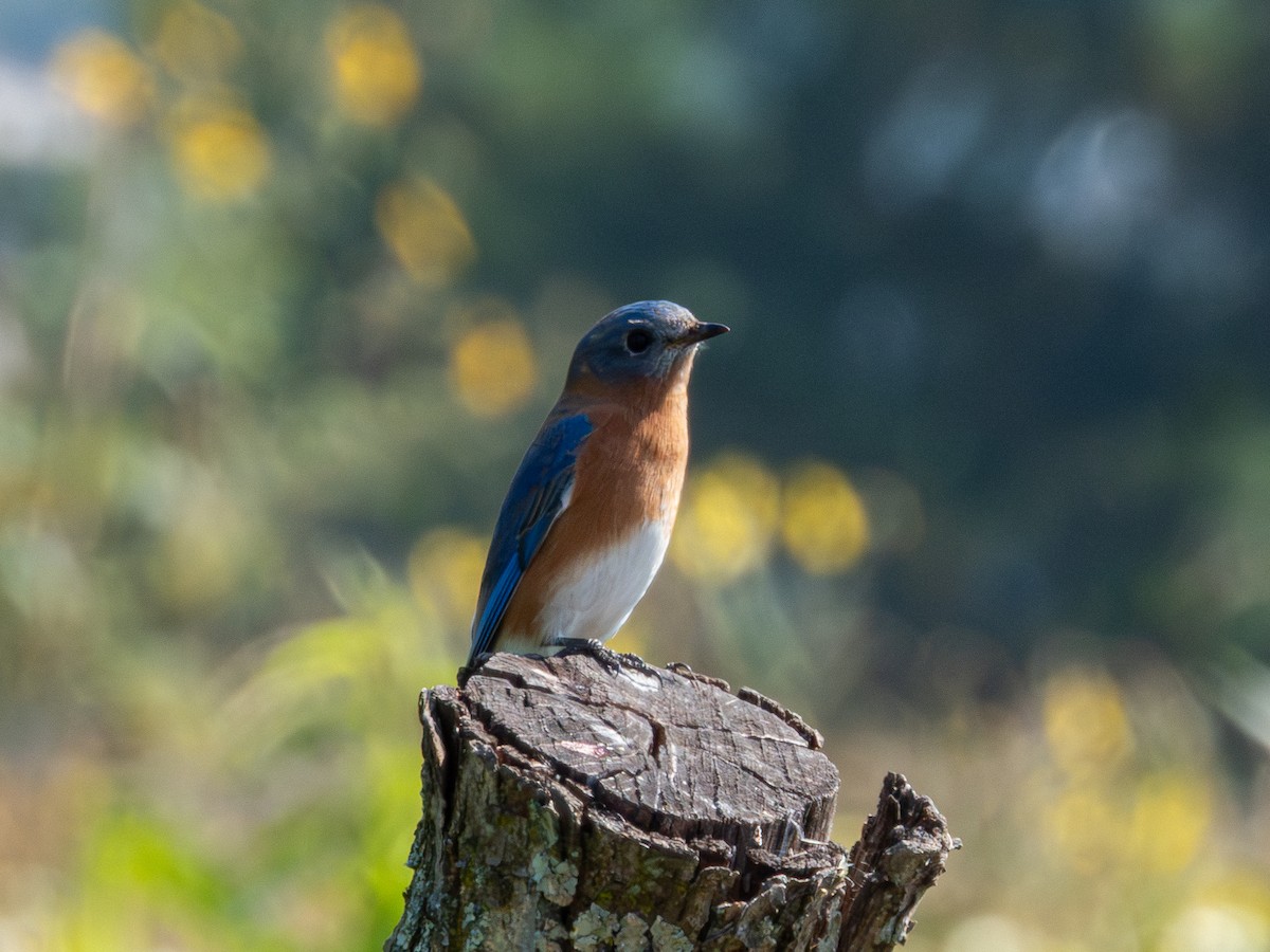 Eastern Bluebird - ML646190645