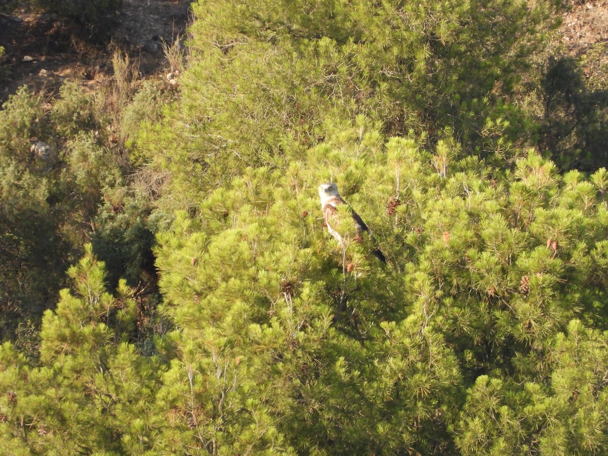 Schlangenadler - ML646190646