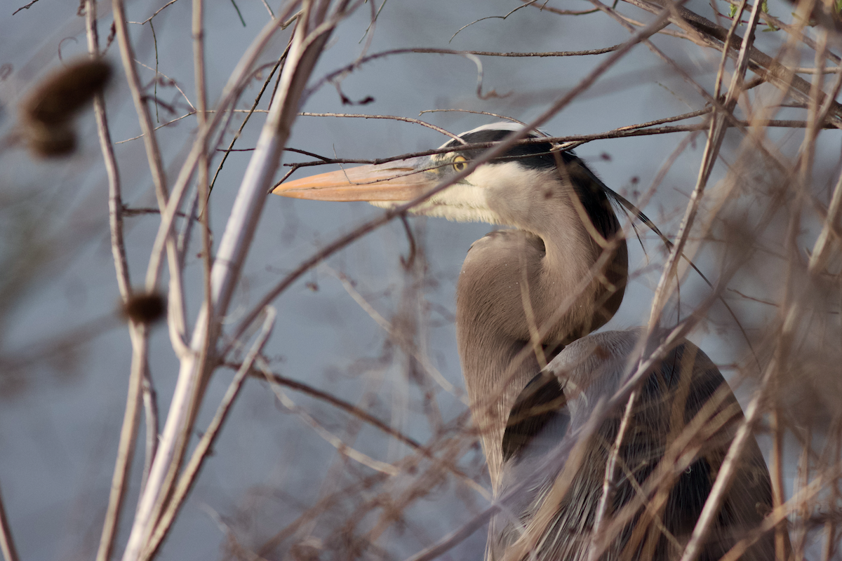 Great Blue Heron - ML646190647