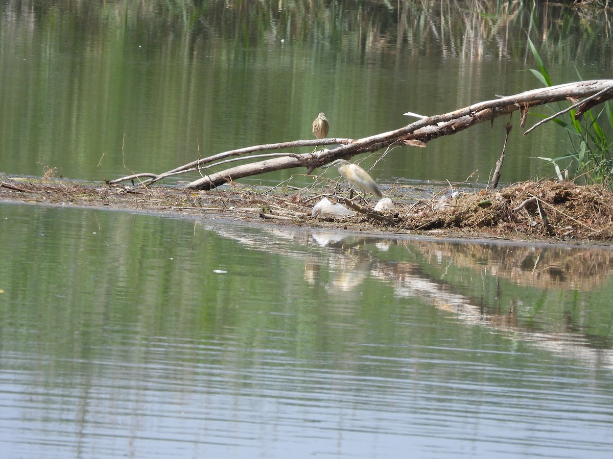 Rallenreiher - ML646190659