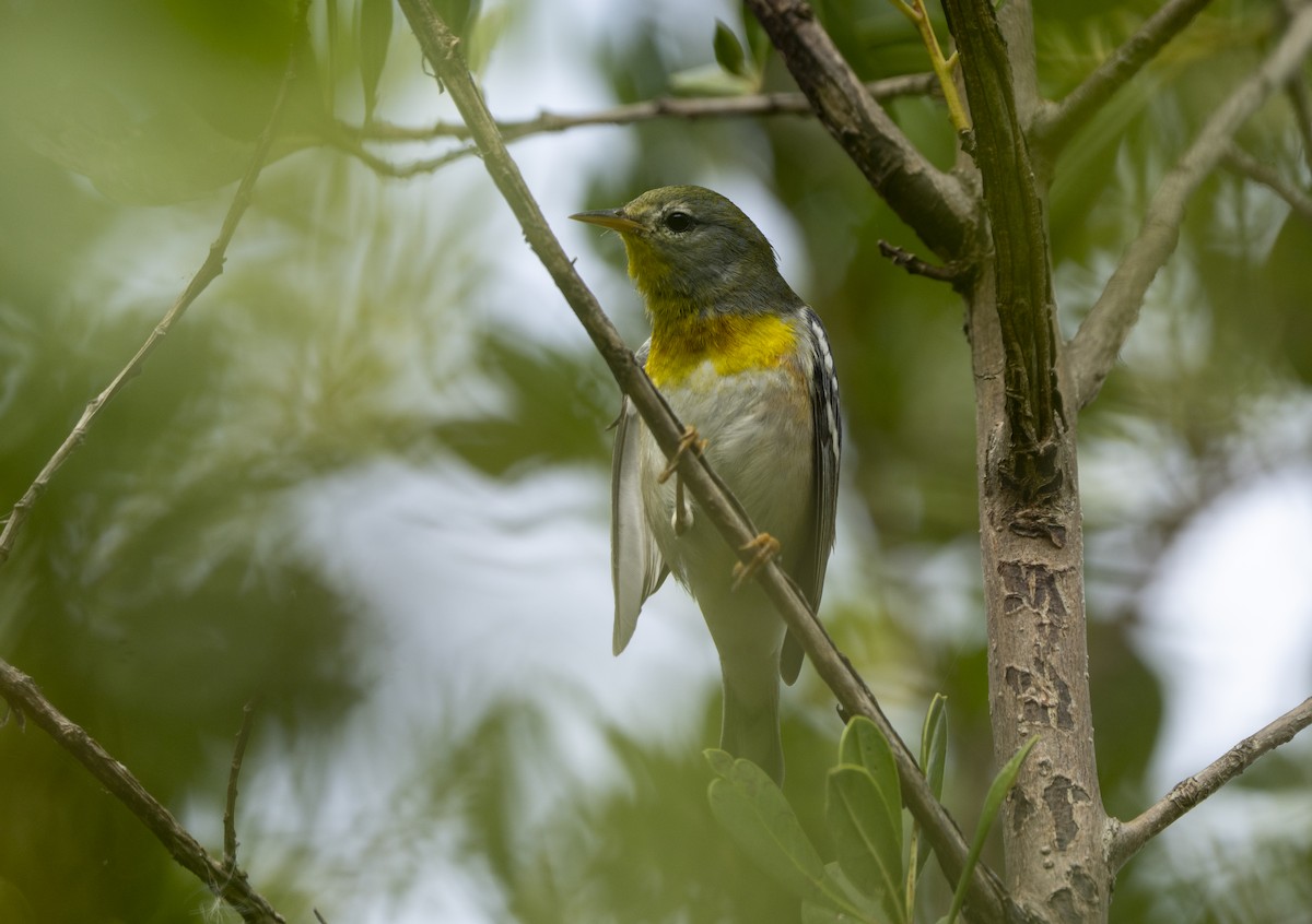 Очковая древесница - ML646190670