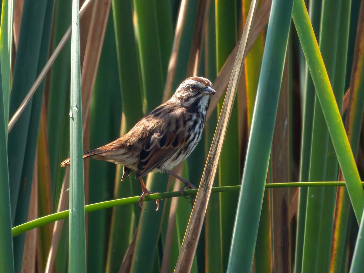 Song Sparrow (mexicana Group) - ML646190671