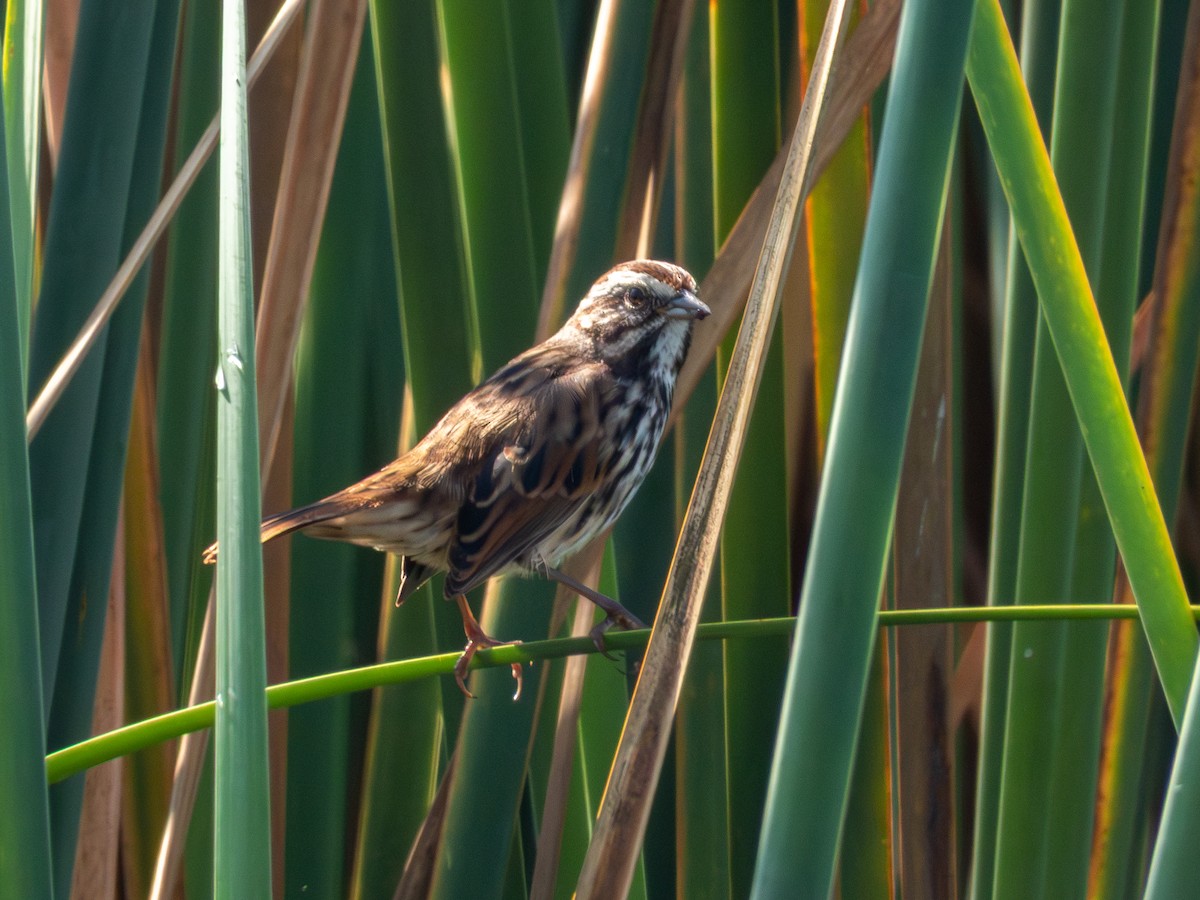 Bruant chanteur (groupe mexicana) - ML646190672